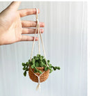 Crochet Hanging Plant (Variety)